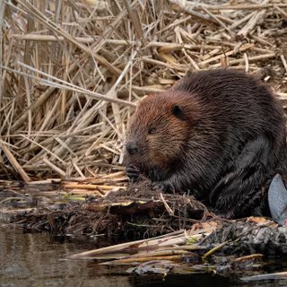 Des castors tchèques ont construit des barrages exactement là où la ville devait le faire. © kidmoses, Pixabay